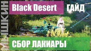  Black Desert. Сбор Лакиары. Практический гайд