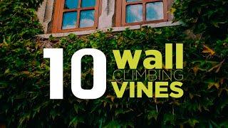 10 Popular Wall Covering Vine Plants You Must Consider for Your Walls