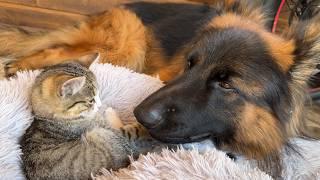 German Shepherd Can't Hide His Obsession With Foster Kitten