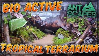 BIO ACTIVE TERRARIUM with ANTSCAPES #terrarium #bioactive #antscapes