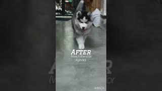Ruby's Walk Before vs After. Watch Till End For A Photo. #husky #dog #ruby #doglover #dogvideo