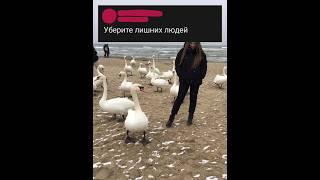 мир не без добрых гусей #photoshop #meme #фотошоп #мем #фотообработка