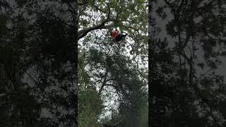 Poda de sycamore