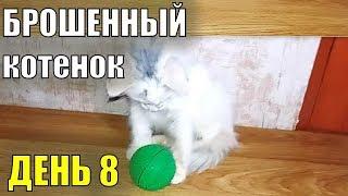 Брошенный котенок  День восьмой Спасение бездомного котенка Турецкая ангора?