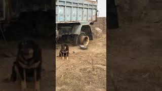 bakarwali dog pair  | #short