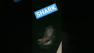 SHARK CATCH WOW #thegreyingnomads #fishing #shark #sharks #lemonshark #darwin #fishingvideo #fish