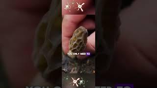 Grow morel mushrooms at home with ease #morelmushrooms #homegardening