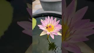 nymphaea water lily tropical flower plant #waterlily #nymphaea