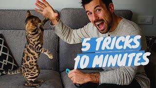 Learn 5 CAT TRICKS in 10 minutes - Easy & Cool Clicker Training Tricks