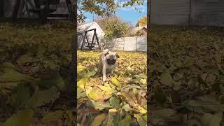 Осінній мопс Кокос #fall #cozy #mops #pug