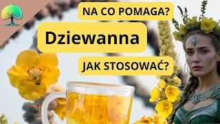 Dziewanna: sekret młodości, urody i zdrowia. Zdumiewające Fakty o Dziewannie, Które Cię Zaskoczą!