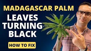 Madagascar Palm leaves turning black : How to Stop Black Leaves!