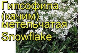 Гипсофила метельчатая Сноуфлейк. Краткий обзор, описание gypsofila paniculata Snowflake