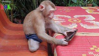 Hey! Mr. Precious Monkey Koko What You Watching | Smart Koko Play Phone