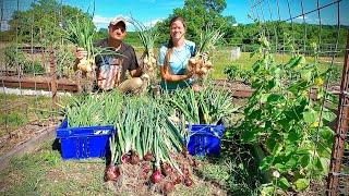 New Style Of Planting Yields Over 260 Huge Onions! | Raised Bed Gardening