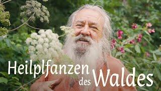 Heilpflanzen des Waldes