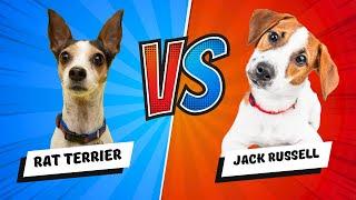 Jack Russell vs Rat Terrier - Which Is Better? Dog vs Dog