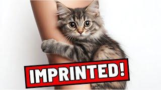 If Your Cat Does These 8 Things, They Have Imprinted on You