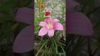 #terrace garden with anita #youtubeshort #filmorago #plant #trees #sky #leaf 