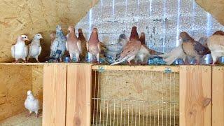 Мраморные Бакинские голуби обзор очередной тренировки! Training my pigeons.