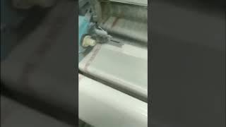Rapier loom se kis terike se kapada banta h
