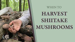 When to Harvest Your Shiitake Mushrooms