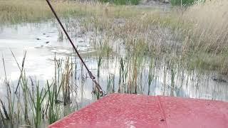 луаз плазма через болото от первого лица