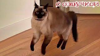 Funny Animal Videos 2024 - Funniest Dogs and Cats Videos #261