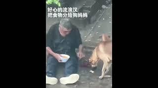 这是骨子里的善良#狗狗 #狗狗的心思都写在脸上了 #治愈系 #流浪狗 #画一个故事