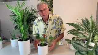 How to Transplant Soil Plants into Hydroponics - The Basics - Part 2 of 2