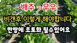 비온후 배추와 무우 관리방법 ( 비온후 많이 발생하는 무름병 방제방법과 무우 전반적 재배방법 ) #김장배추 #김장무우 #추비