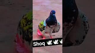 Pakistani kabutar Bazi #pigeon #kabutar