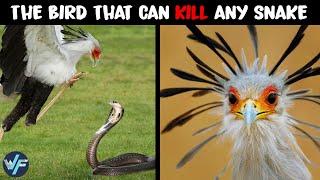 Secretary Bird - The Bird That Can Kill Any Snake