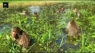 Watch This Family Wild monkeys find food in Ancient pond