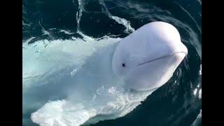 Introducing Hvaldimir (The Russian Spy Whale): A Voice for Hvaldimir | OneWhale.org S1. E2