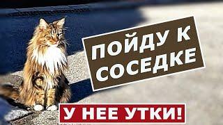 Кот Арчи,  утки и рассказ соседки