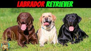 Don't Make These 8 Mistakes With Your Labrador Retriever!