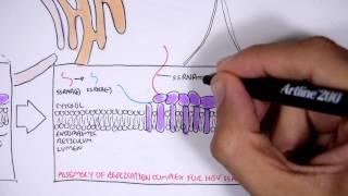 Microbiology - Hepatitis C Virus