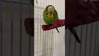 Happy Bird! - Boba the Budgie - Talking Parakeet #shorts