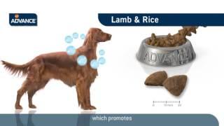 ADVANCE Lamb & Rice Dog English