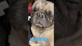 The Vintage Pug Revival