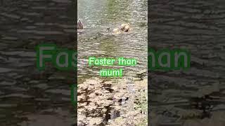 Faster than mum #spring #primavera #lake #relax #nature #natura #ducks #chicks #cute #pulcini