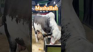 mashallah  || khubsurati Dekho|| maweshi mandi #cow #bull