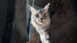 Lynx Family ️ #catface #catlover ##mainecoon #catvideos #shortsvideo #mainecoonlovers #lynx