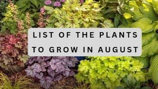 list of the plants  to grow in August |vegetables ti grow in August