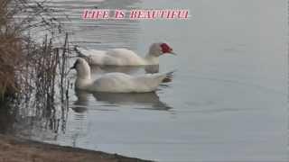 Early morning at Werrington lake - Reflect and Appreciate your life
