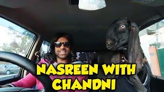 Nasreen With Chandni | Rahim Pardesi | Desi Tv Entertainment | ST1R