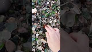 Sea glass hunting on the glass beach