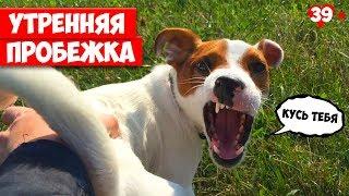 Утренняя пробежка, что то пошло не так. Собака убежала. Jack Russell Terrier. Локи БОБО. 039 серия.