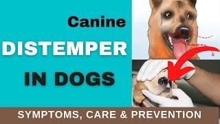 How to Recognize Distemper Symptoms in Dogs (TREATMENT & PREVENTION)